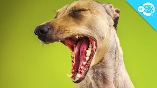 Why Do Dogs Yawn?