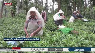 ഉയർന്ന ഉൽപ്പാദന ചെലവിലും വിലത്തകർച്ചയിലും പ്രതിസന്ധിയിലായി ഇടുക്കിയിലെ ചെറുകിട തേയില കർഷകർ