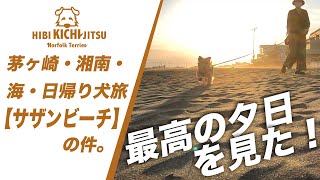 茅ヶ崎・湘南・海・日帰り犬旅　茅ヶ崎サザンビーチ 編【ノーフォークテリア   puppy 犬 dog  】