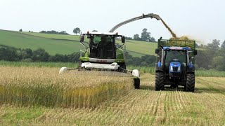 Silage '20 - Whole Crop Wheat Silage with Claas 860 and some yummy tractors!