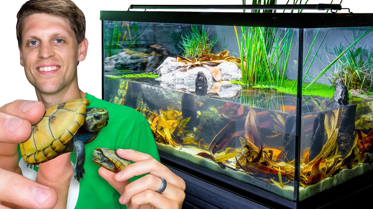 Everglades Cypress Marsh Biome For Tiny Turtles Housepetscare