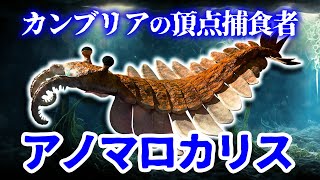 【ゆっくり解説】カンブリア紀の海の怪物　アノマロカリスとは何者か？