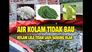 CARA AGAR AIR KOLAM IKAN LELE TIDAK CEPAT BAU - TERNAK IKAN