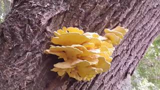 Pollo de monte. Una seta enorme y que sabe a pechuga de pollo. Laetiporus sulphureus