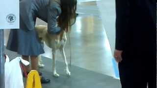 SALUKI BREED JUDGING Knoxville, Tennessee November 3 2012