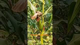 Bird eating maize #maize#birds#shorts#subscribe #videoshow #viral #shortsvideo #trending #pakistan