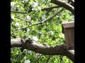 blue tit flying in slow motion into nesting box