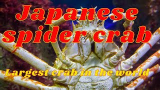 जापानी मकड़ी केकड़ा, Japanese spider crab, largest crab in the world trending Places in the World