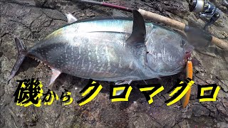 【磯からクロマグロ】離島の醍醐味vol.10#クロマグロ#ショアキャスティングゲーム#ロックショア#魚食協会ch