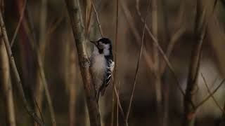 Малый пестрый дятел. Picoides minor /bird птицы/