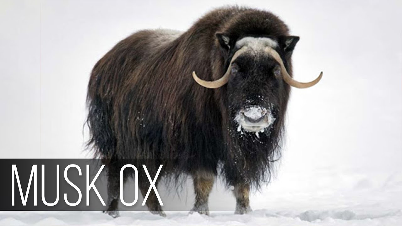 THE MUSK OX Is An Ancient Animal That SURVIVED The Ice Age! - YouTube