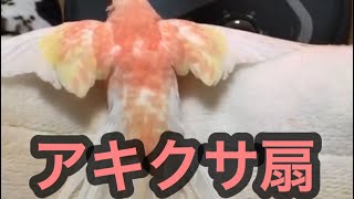 【インコの舞】　アキクサ扇！！！！