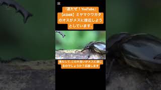 【ASMR】ミヤマクワガタのオスがメスに接近しようとしています。 #love #クワガタ #stagbeetle #mukbang #courtship  #한국어asmr #구애행동 #yt