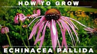 Complete Echinacea Pallida, Pale Purple Coneflower Grow and Care Guide