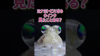 【不思議な魚】ミナミトビハゼのウインク見たことありますか？魚なのに水が嫌いな魚がこちら#shorts