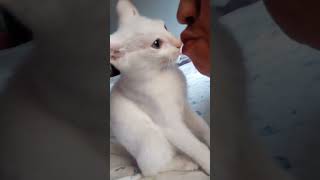 kiss cat \u0026 me 🙈🙈😘😘#kiss #kisschallenge #lovecats #funnyanimals #love_whatsapp_status #cutecats