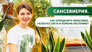 Сансевиерия. Как определить пересушку, нехватку света и помочь растению?