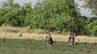 Marabou Storks & Southern Carmine Bee-eaters | Duba Plains Magic | Great Plains Conservation