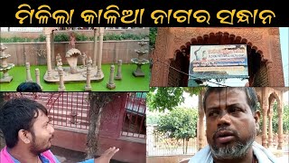 ମିଳିଲା କାଳିଆ ନାଗର ସନ୍ଧାନ #viralvideo