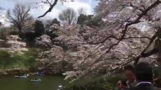 hanami live お花見 千鳥ヶ淵