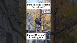 Naughty panda does acrobatic split to earn your applause | Journey to the wild