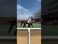 ☆ほぼ札幌競馬場2024☆no.142☆7月21日.札幌.2r☆ horse サラブレッド 馬 競馬場 札幌競馬場