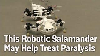 This Robotic Salamander May Help Treat Paralysis