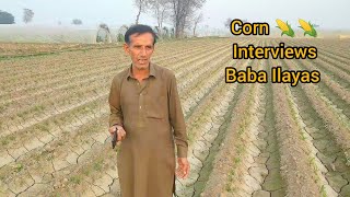 Corn Seeds DEKALB dkc 9108 Plus Funny interview Baba Ilayas 🌽🌽 / Naturezon7