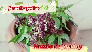 Niazbo ke fayiday🌿🪴 | Niazbo ki cutting lagane ka tarika 🍀🌱