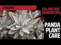 Kalanchoe Tomentosa - Panda Plant Care #shorts |  MOODY BLOOMS