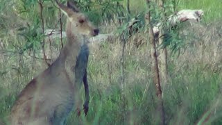 Kangaroo with calf in Australia | Canguro y su cría en Queensland
