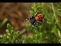 Ladybird Spider on Springwatch