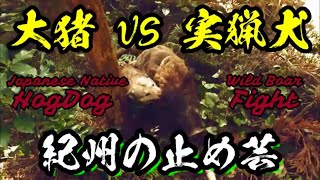 【猟犬と猪猟 vol.47】巨大イノシシ  vs  紀州犬ガンたん Boar Hunt Japan