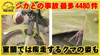 4480件　統計開始以来最多　北海道内で動物が絡む事故　室蘭では疾走するクマがカメラに