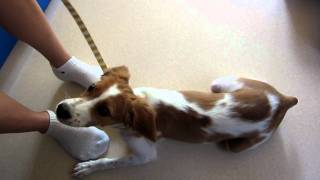 Ann　brittany　spaniel　アン　ブリタニースパニエル生後4カ月　お散歩練習