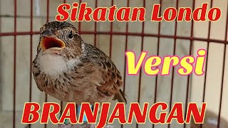 🇮🇩𝙈𝘼𝙎𝙏𝙀𝙍𝘼𝙉🇮🇩 BRANJANGAN GACOR DOR ISIAN SIKATAN LONDO FULL SPEED   by Lee Birds Farm