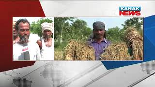 Rain Damages Crops In Many Areas of Jajpur District