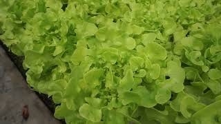 Green Oak Lettuce (กรีนโอ๊ค)