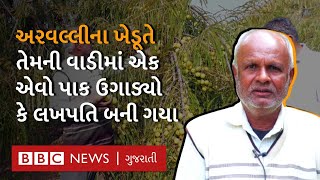 Amla Farming : Gujarat ના Aravalli જિલ્લાના આ ખેડૂતે ખેતીથી લાખો રૂપિયા કઈ રીતે કમાવ્યા? Agriculture