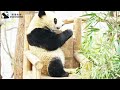 パンダのベビー、木を降りる時のコツはあるのかな？🧐🌳