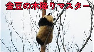 パンダのベビー、木を降りる時のコツはあるのかな？🧐🌳