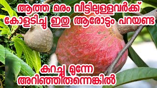 ആത്ത മരം വീട്ടിലുള്ളവർക്ക് ലോട്ടറി അടിച്ചു | ഇനി ഈ മരം കാണുമ്പോൾ ശ്രദ്ധിക്കണം