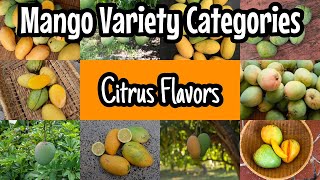 Mango Variety Groupings | Mangos with a Citrus Flavor