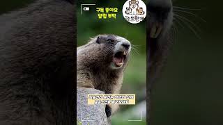 마멋의 실제 울음소리 #힐링시간 #귀여운 #동물 #funny #shorts #short #귀여운영상