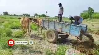 Fertilizing the cow cart l மாட்டு வண்டியில் எறுவு களைத்தல் l Bullock video 22 March 2022