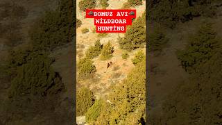 Domuz avı #domuz #wildboar #mountains #hunting #chasse au sanglier #охота на кабана