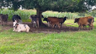 Oque da pra ganhar livre com 15 vacas leiteira???