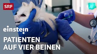 Herzschrittmacher oder Notkaiserschnitt – Alltag in einer Tierklinik | Einstein | SRF Wissen