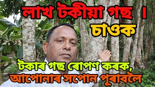 লাখ টকীয়া গছ  । চাওক,টকাৰ গছ ৰোপণ কৰক,আপোনাৰ সপোন পূৰাবলৈ।