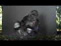 Koko the gorilla - Message for Humans